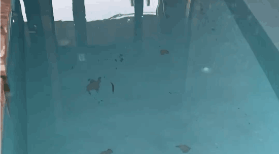 Little Jack Amezaiku JP underwater action as trailer bait