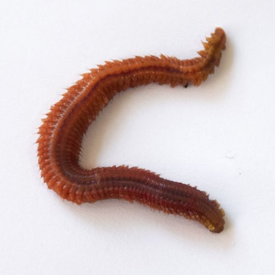 Live Ragworms for bait